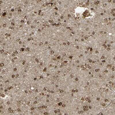 Immunohistochemistry-Paraffin: Calnexin Antibody [NBP1-85520]