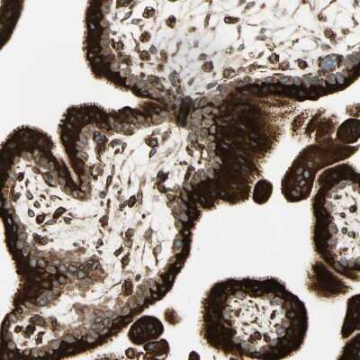 Immunohistochemistry-Paraffin: Calnexin Antibody [NBP1-85520]