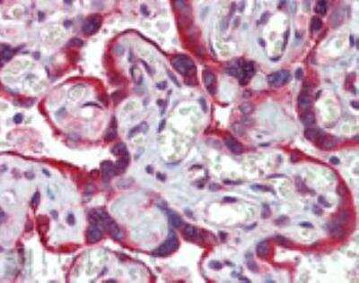 Immunohistochemistry-Paraffin: Calnexin Antibody [NBP1-97476]
