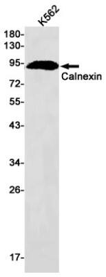 Western Blot: Calnexin Antibody (S07-2B1) [NBP3-19587]