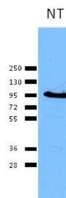 Western Blot: Calnexin AntibodyBSA Free [NB100-1965]
