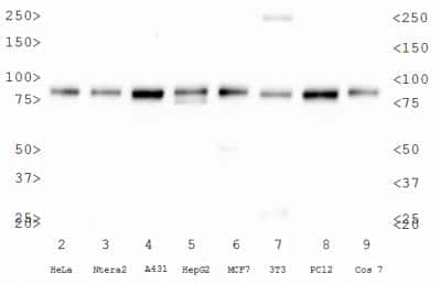 Western Blot: Calnexin AntibodyBSA Free [NB100-1965]