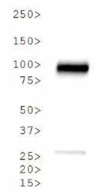 Western Blot: Calnexin AntibodyBSA Free [NB100-1974]