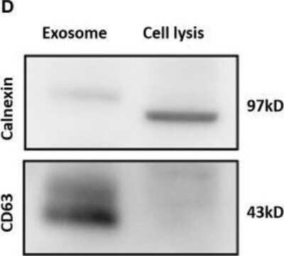 Western Blot: Calnexin AntibodyBSA Free [NB100-1974]