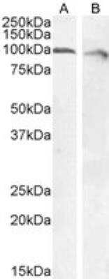 Western Blot: Calnexin Antibody [NBP1-37774]