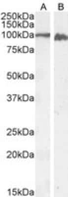 Western Blot: Calnexin Antibody [NBP1-37774]