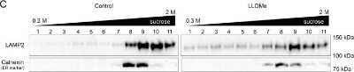 Western Blot: Calnexin Antibody [NBP1-85519]