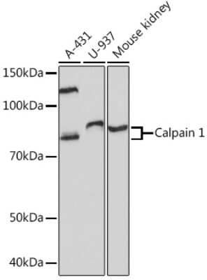 Western Blot: Calpain 1 Antibody (10E6O5) [NBP3-16687]