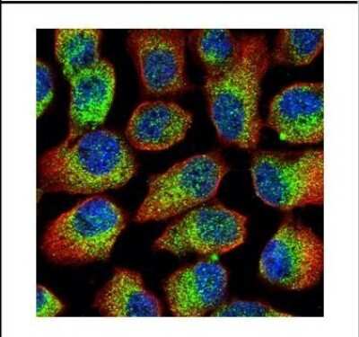 Immunocytochemistry/ Immunofluorescence: Calpain 1 Antibody [NBP2-15670]