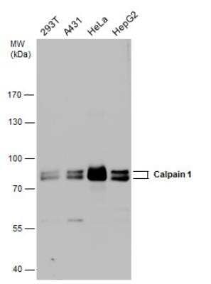 Western Blot: Calpain 1 Antibody [NBP2-15671]