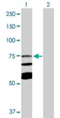 Western Blot: Calpain 10 Antibody [H00011132-D01P]