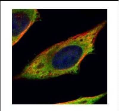 Immunocytochemistry/ Immunofluorescence: Calpain 11 Antibody [NBP2-15673]