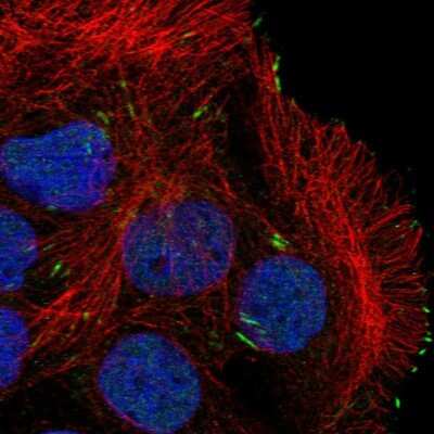 Immunocytochemistry/ Immunofluorescence: Calpain 12 Antibody [NBP2-49079]