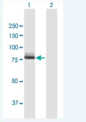 Western Blot: Calpain 12 Antibody [H00147968-B01P-50ug]