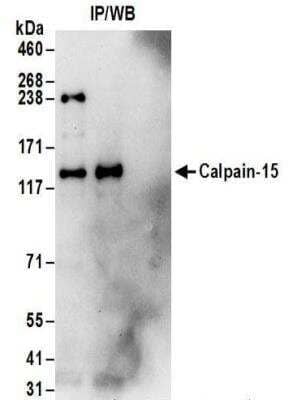 Immunoprecipitation: Calpain 15 Antibody [NBP2-32129]