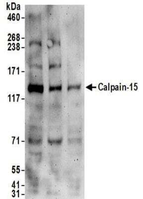 Western Blot: Calpain 15 Antibody [NBP2-32098]