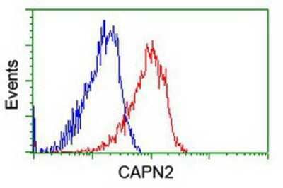 Flow Cytometry: Calpain 2 Antibody (OTI1F4) [NBP2-01814]