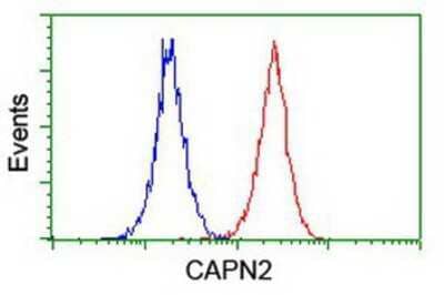 Flow Cytometry: Calpain 2 Antibody (OTI1F4) [NBP2-01814]