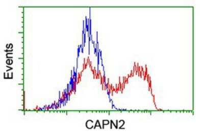 Flow Cytometry: Calpain 2 Antibody (OTI1F4) [NBP2-01814]