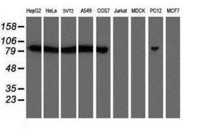 Western Blot: Calpain 2 Antibody (OTI1F4)Azide and BSA Free [NBP2-70335]