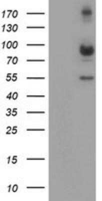 Western Blot: Calpain 2 Antibody (OTI1F4)Azide and BSA Free [NBP2-70335]