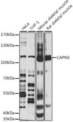 Western Blot: Calpain 3 AntibodyBSA Free [NBP2-92403]