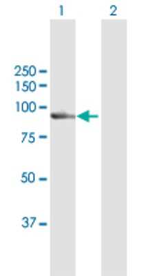 Western Blot: Calpain 7 Antibody [H00023473-D01P]