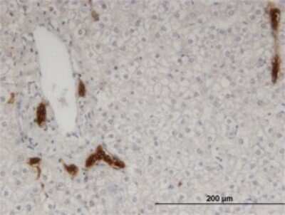 Immunohistochemistry-Paraffin: Calpain 9 Antibody (3A6) [H00010753-M02]