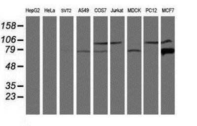 Western Blot: Calpain 9 Antibody (OTI3G10)Azide and BSA Free [NBP2-71626]