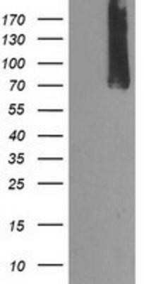 Western Blot: Calpain 9 Antibody (OTI3G10)Azide and BSA Free [NBP2-71626]