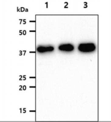 Western Blot: Calpain S1 Antibody (1D11)BSA Free [NBP2-59446]