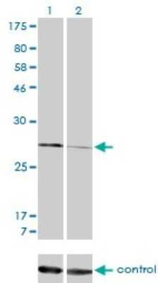 Western Blot: Calpain S1 Antibody (3C4) [H00000826-M01]