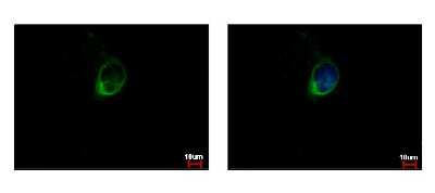 Immunocytochemistry/ Immunofluorescence: Calpain S1 Antibody [NBP2-15677]
