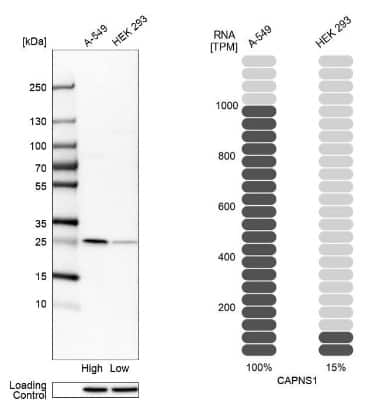 Western Blot: Calpain S1 Antibody [NBP1-90329]