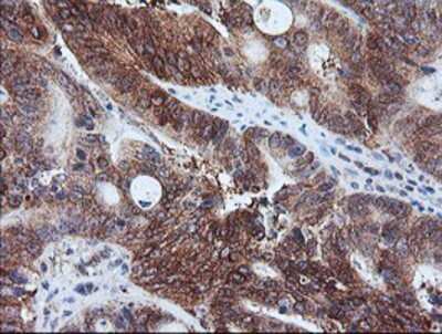Immunohistochemistry-Paraffin: Calpastatin Antibody (OTI1E7) [NBP2-01819]
