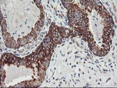 Immunohistochemistry-Paraffin: Calpastatin Antibody (OTI1E7) [NBP2-01819]
