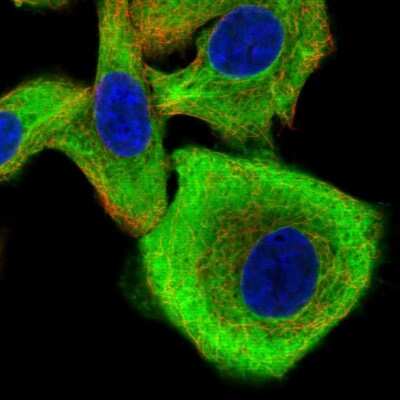 Immunocytochemistry/ Immunofluorescence: Calpastatin Antibody [NBP2-38336]