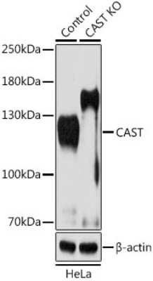 Western Blot: Calpastatin AntibodyBSA Free [NBP2-92941]