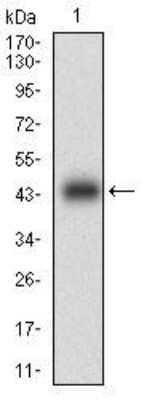 Western Blot: Calponin 1 Antibody (1H5B5)BSA Free [NBP2-52445]