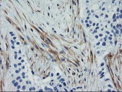 Immunohistochemistry-Paraffin: Calponin 2 Antibody (OTI2B5) [NBP2-01325]
