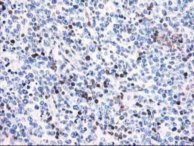 Immunohistochemistry-Paraffin: Calponin 2 Antibody (OTI2B5) [NBP2-01325]