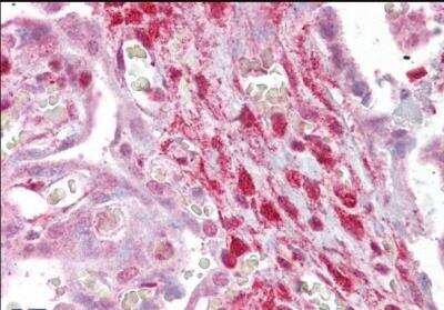 Immunohistochemistry-Paraffin: Calponin 2 Antibody [NBP1-36741]