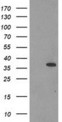 Western Blot: Calponin 2 Antibody (OTI2B5)Azide and BSA Free [NBP2-70421]