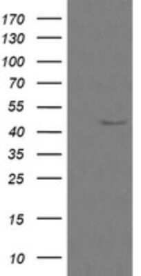 Western Blot: Calreticulin-2/CALR3 Antibody (OTI1E1)Azide and BSA Free [NBP2-72380]