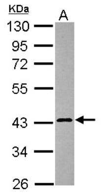 Western Blot: Calreticulin-2/CALR3 Antibody [NBP2-15680]