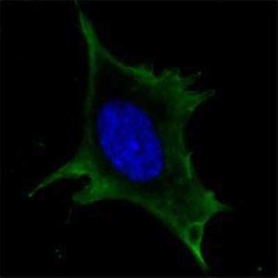 Immunocytochemistry/ Immunofluorescence: Calreticulin Antibody (1G6A7) - Azide and BSA Free [NBP2-80610]