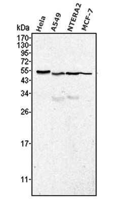 Western Blot: Calreticulin Antibody (1G6A7)Azide and BSA Free [NBP2-80610]