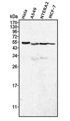 Western Blot: Calreticulin Antibody (1G6A7)BSA Free [NBP1-47518]