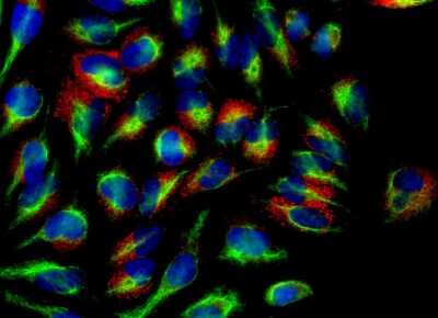 Immunocytochemistry/ Immunofluorescence: Calreticulin Antibody (6C6) [NBP2-50053]
