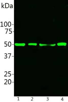 Western Blot: Calreticulin Antibody (6C6) [NBP2-50053]